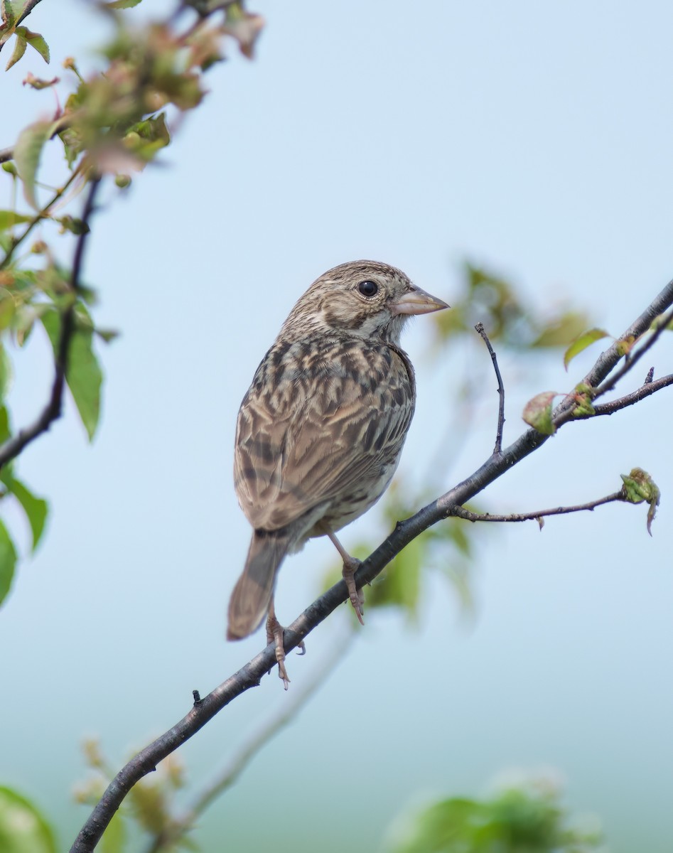Vesper Sparrow - ML637072224
