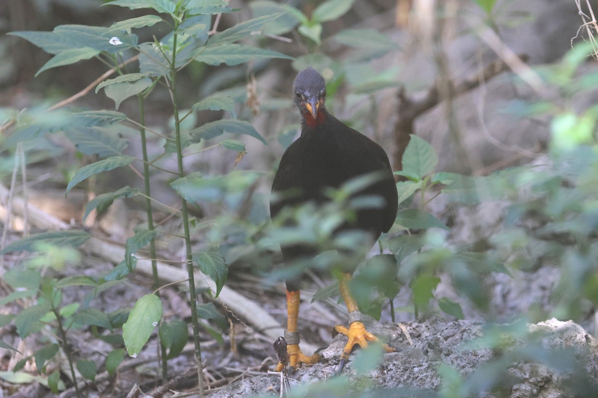Micronesian Megapode - ML637072240