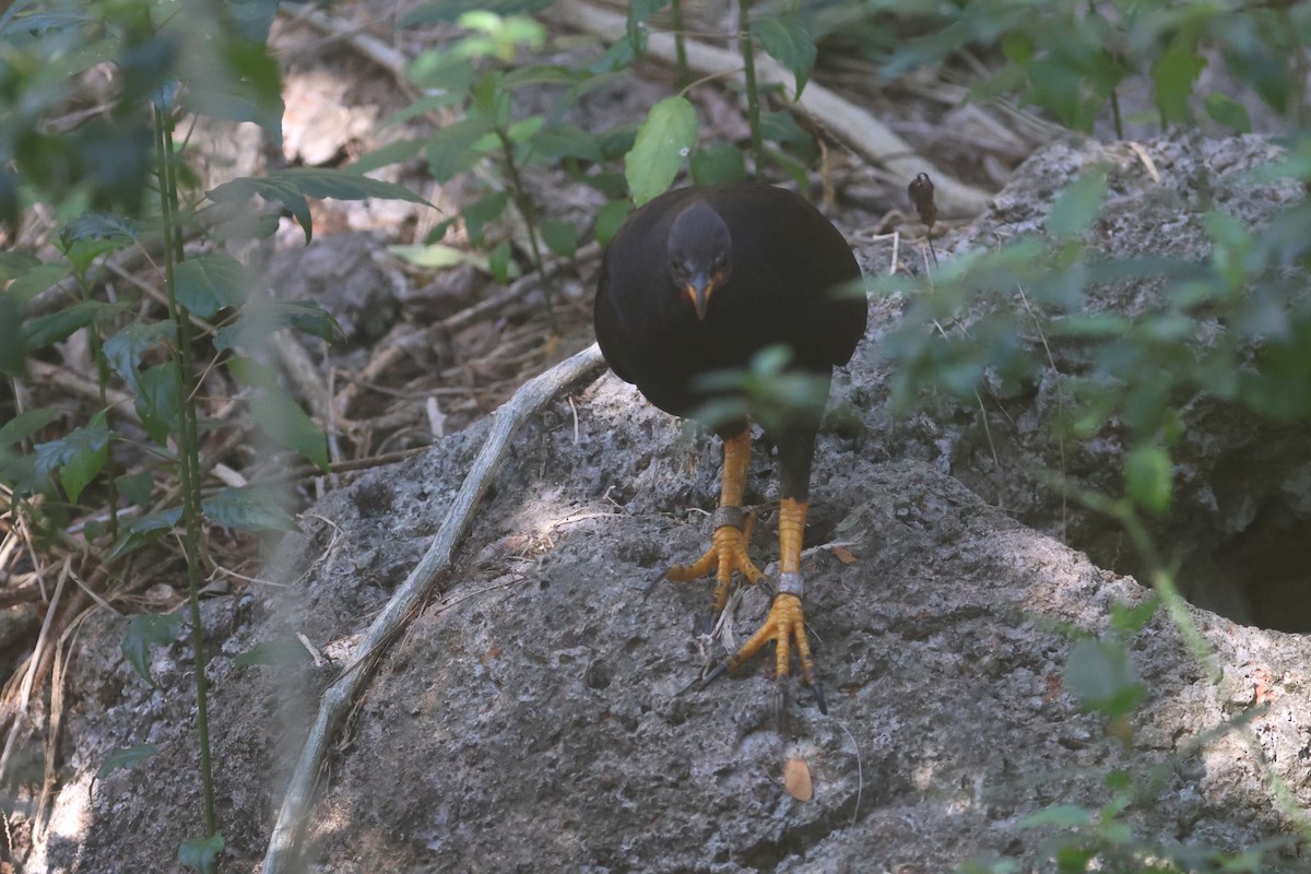 Micronesian Megapode - ML637072241