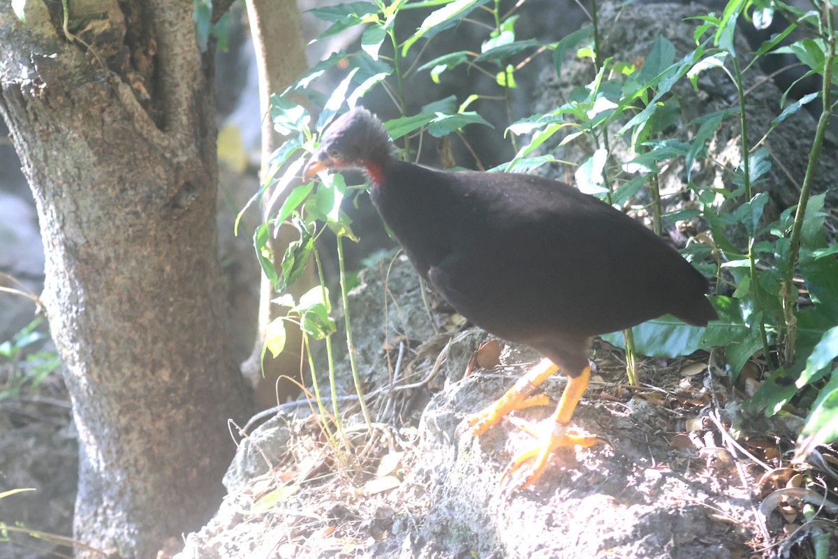 Micronesian Megapode - ML637072242