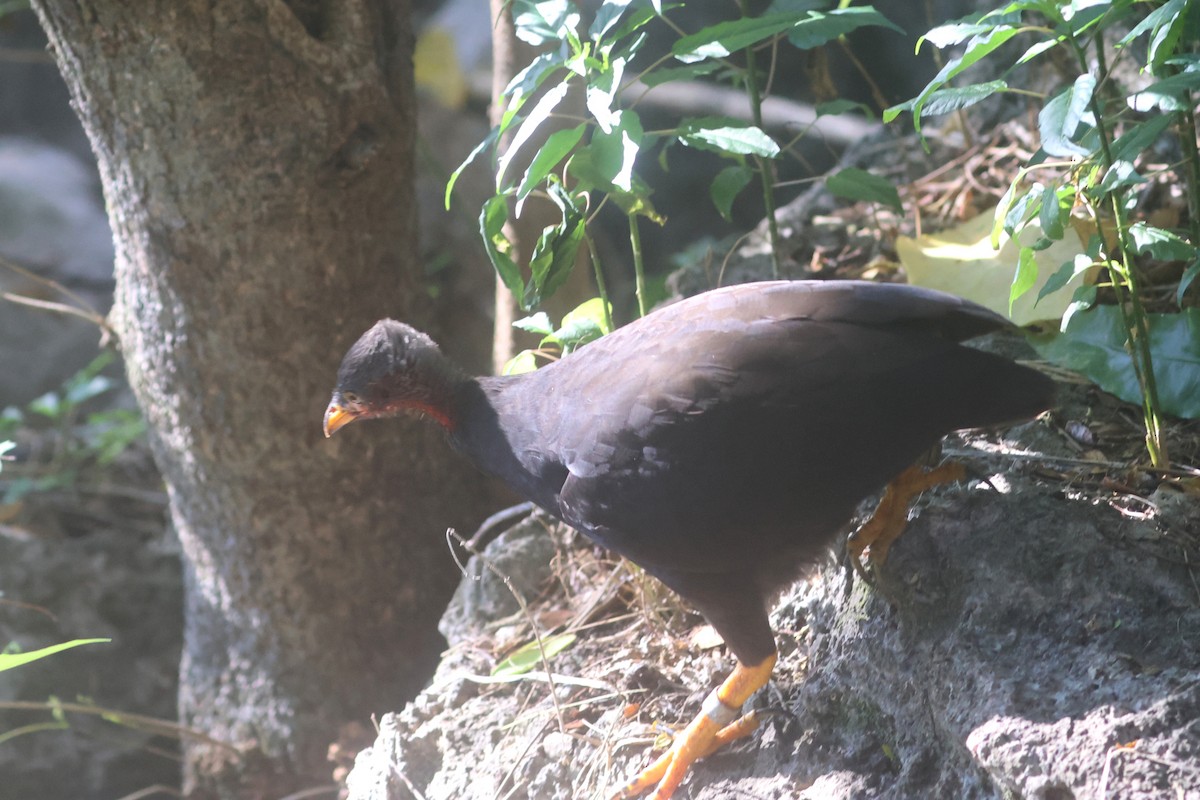 Micronesian Megapode - ML637072243