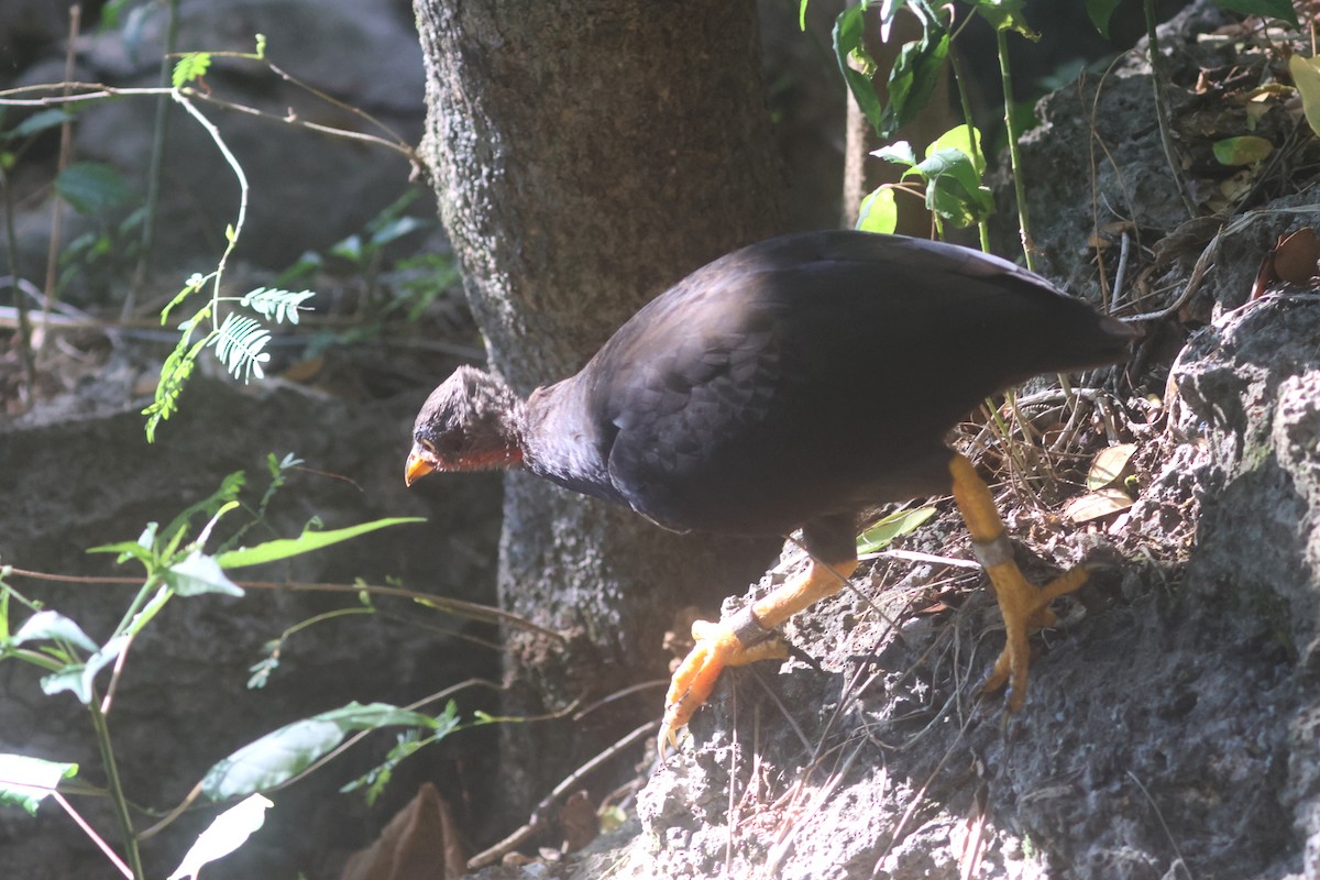 Micronesian Megapode - ML637072244