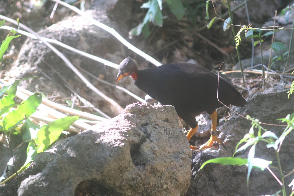 Micronesian Megapode - ML637072245