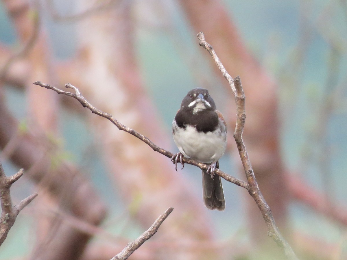 Black-chested Sparrow - ML637072250