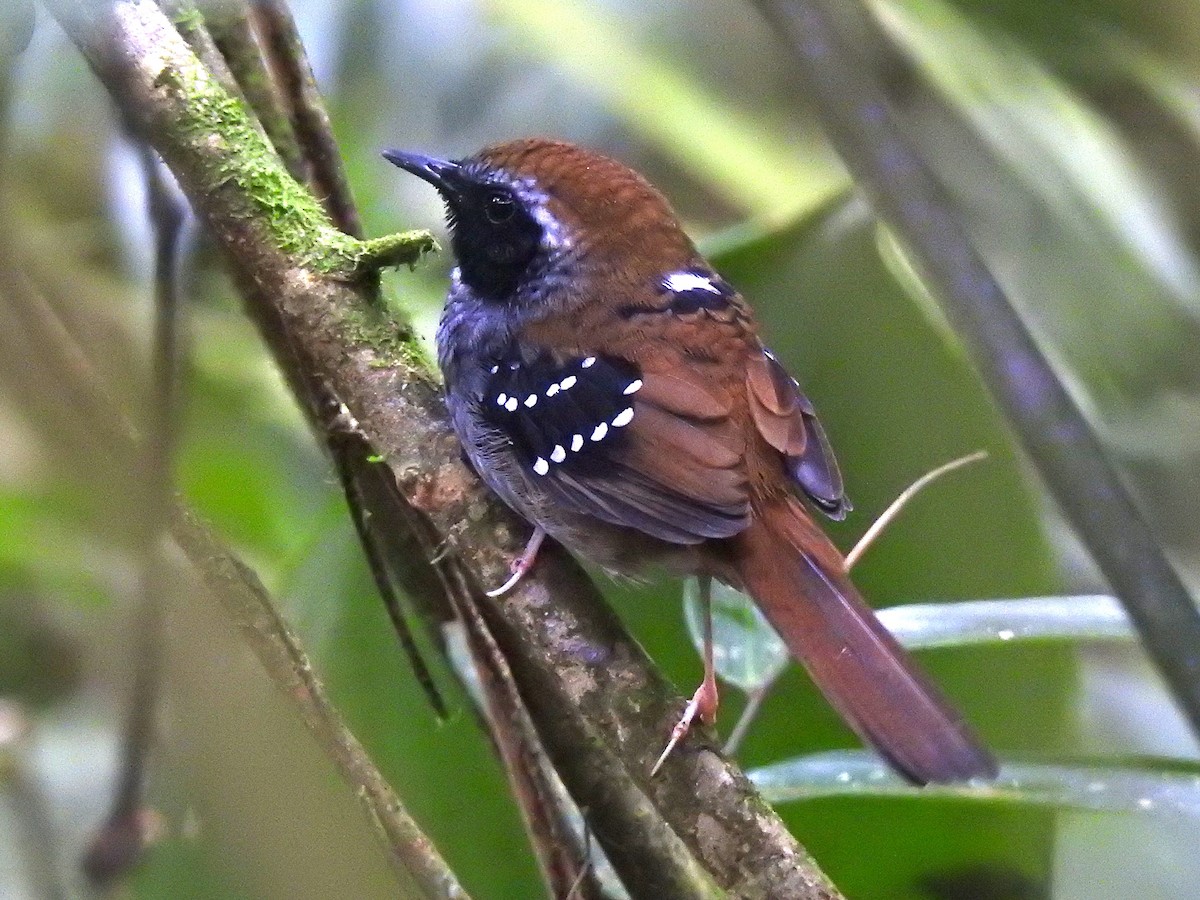 Squamate Antbird - ML637072251