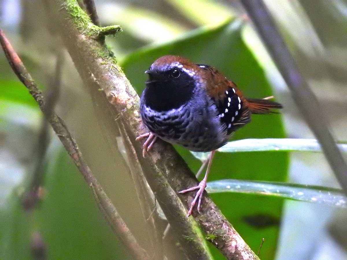 Squamate Antbird - ML637072252