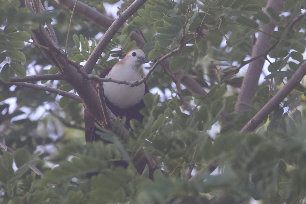 White-throated Ground Dove - ML637072266