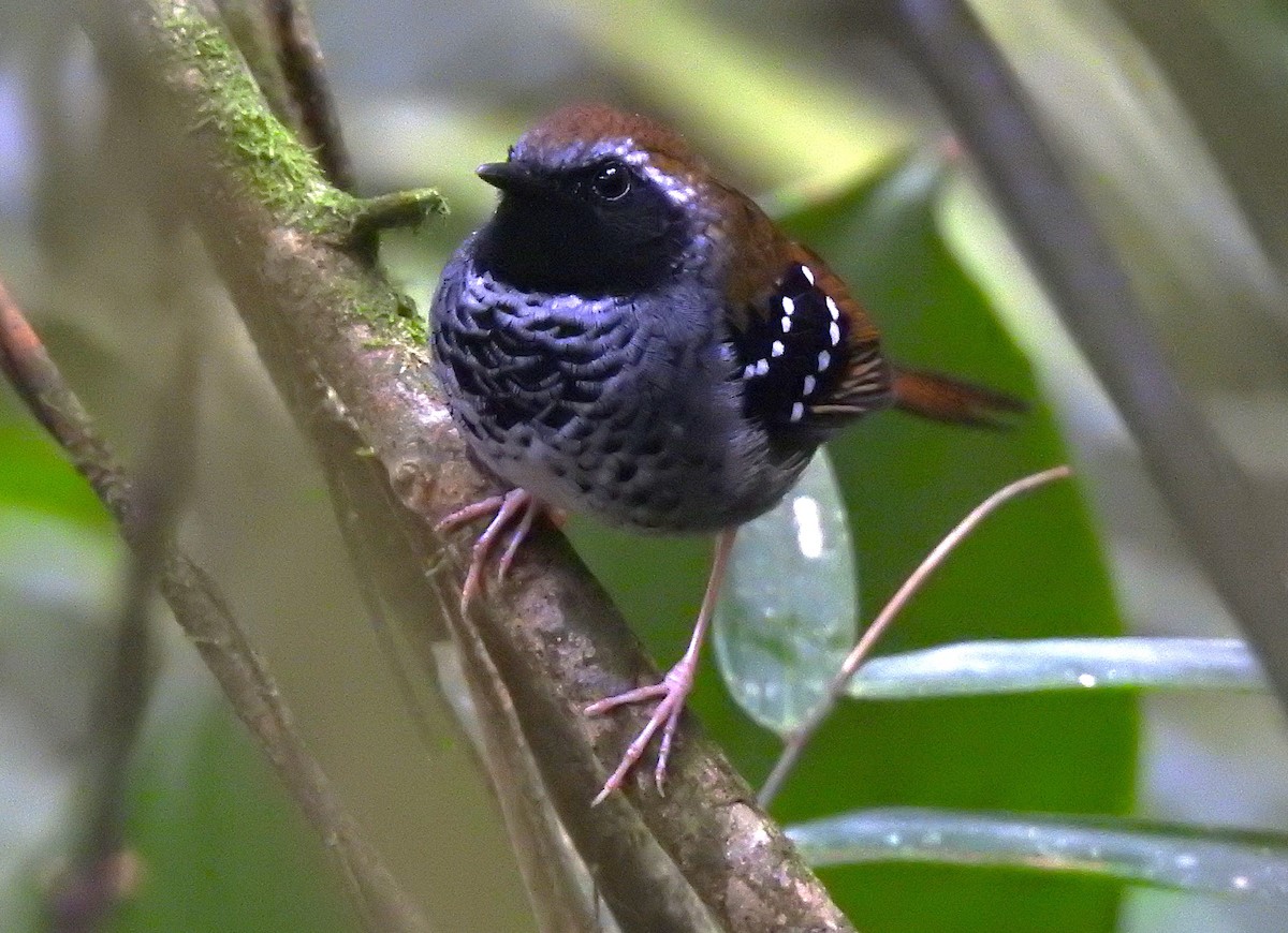 Squamate Antbird - ML637072285