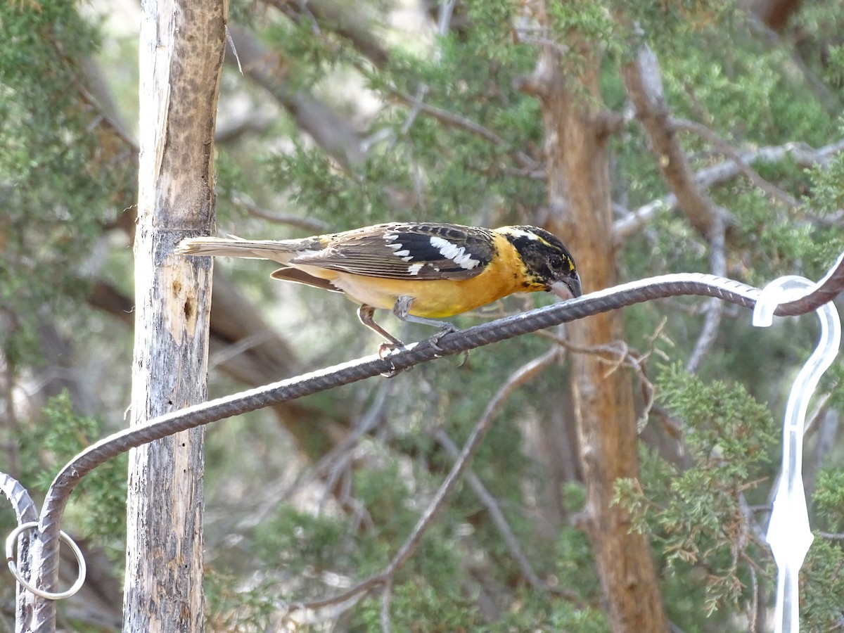 Black-headed Grosbeak - ML637072311