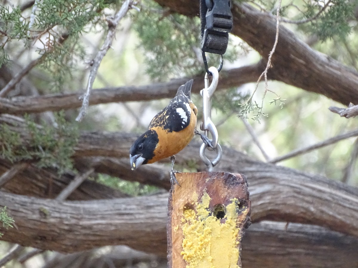 Black-headed Grosbeak - ML637072312