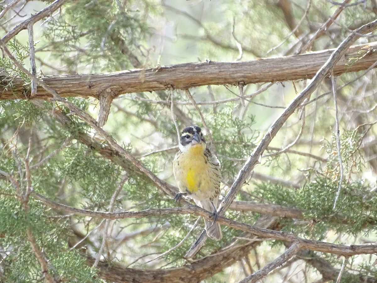 Black-headed Grosbeak - ML637072313