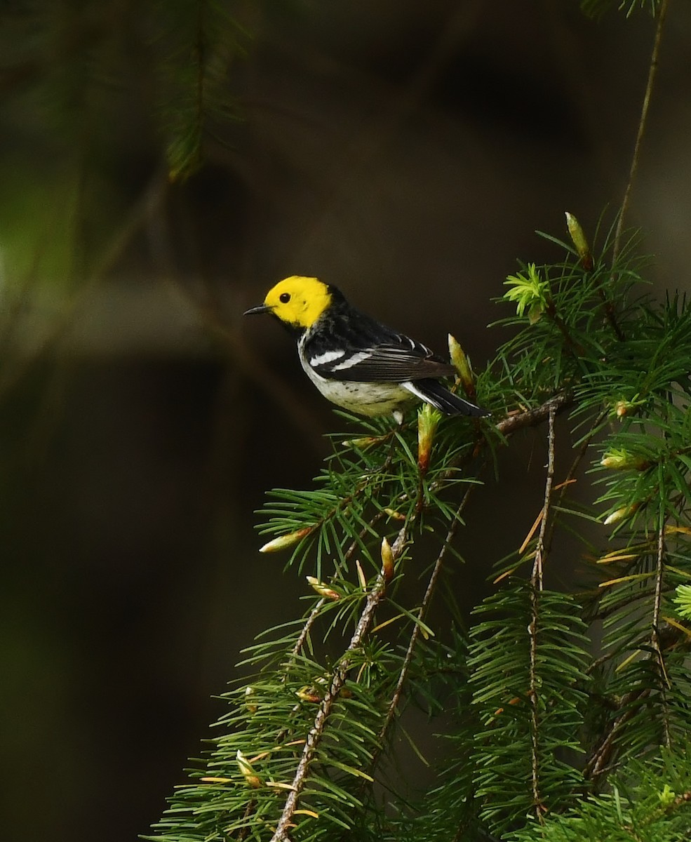 Hermit Warbler - ML637072358