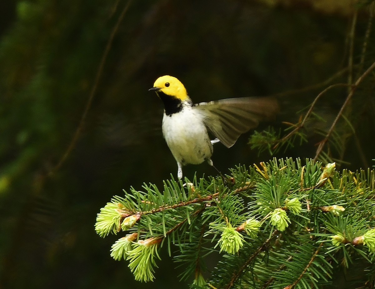 Hermit Warbler - ML637072359