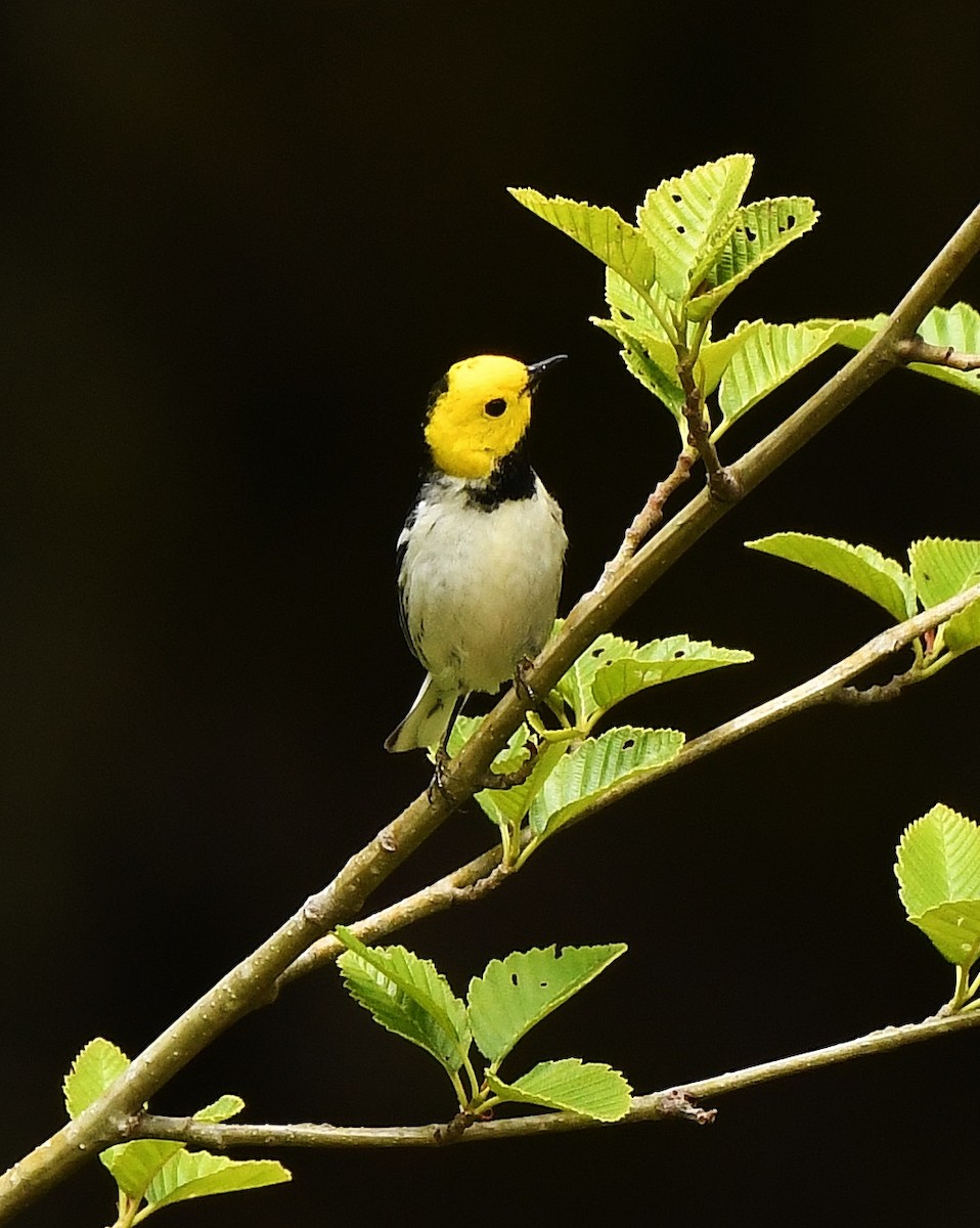 Hermit Warbler - ML637072360