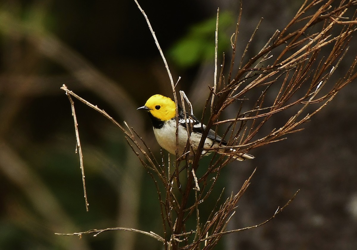 Hermit Warbler - ML637072361