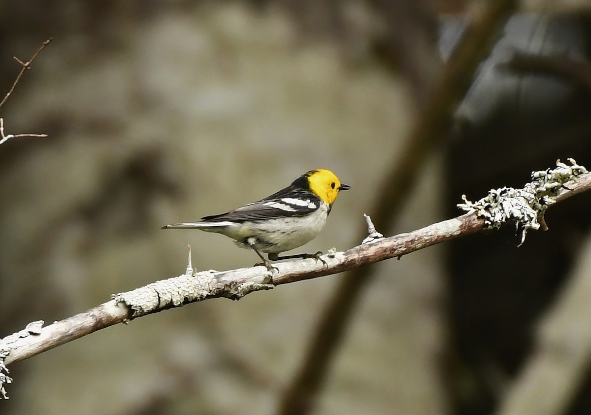 Hermit Warbler - ML637072362