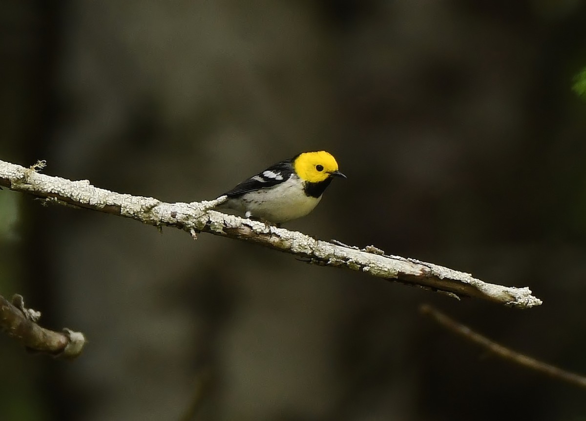 Hermit Warbler - ML637072363