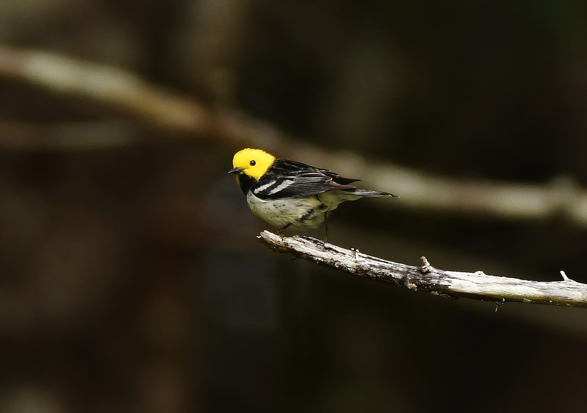 Hermit Warbler - ML637072364
