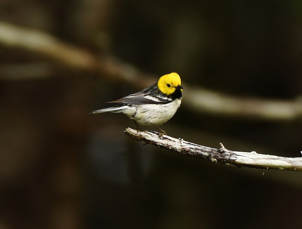 Hermit Warbler - ML637072365