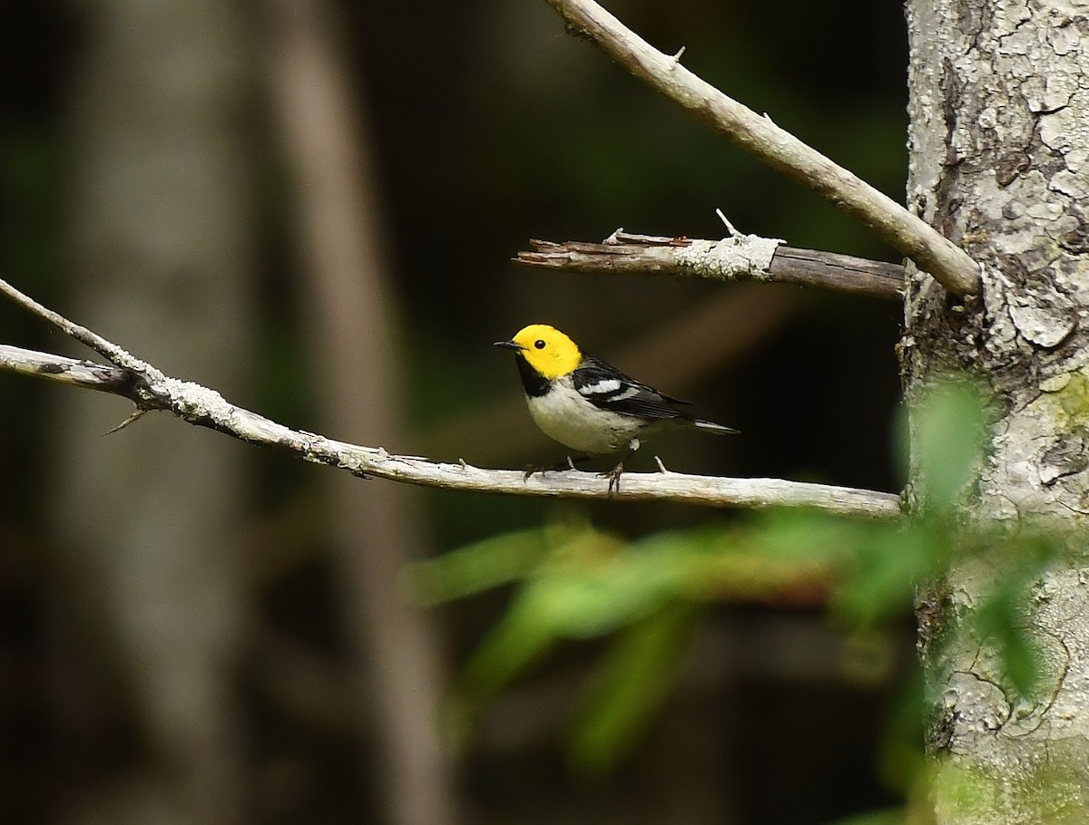 Hermit Warbler - ML637072366