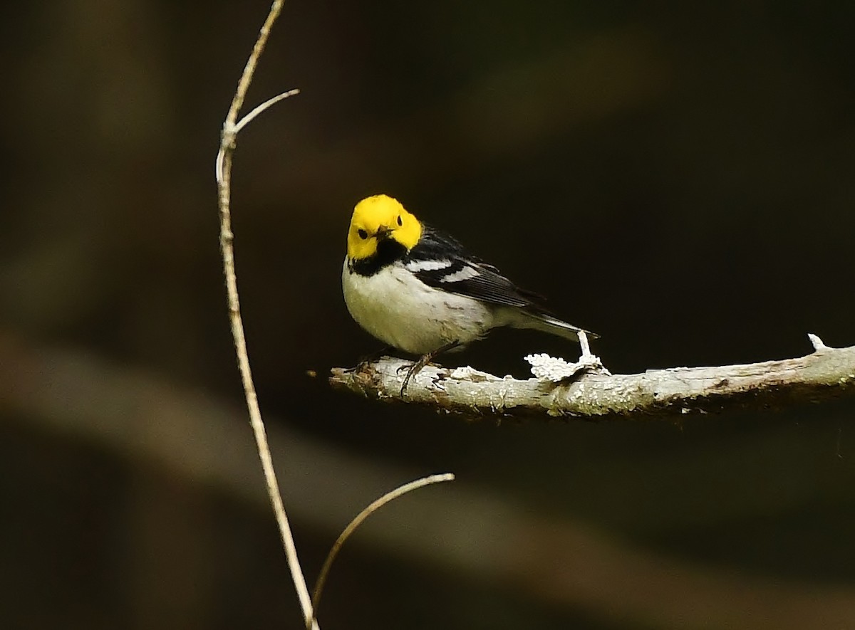 Hermit Warbler - ML637072367