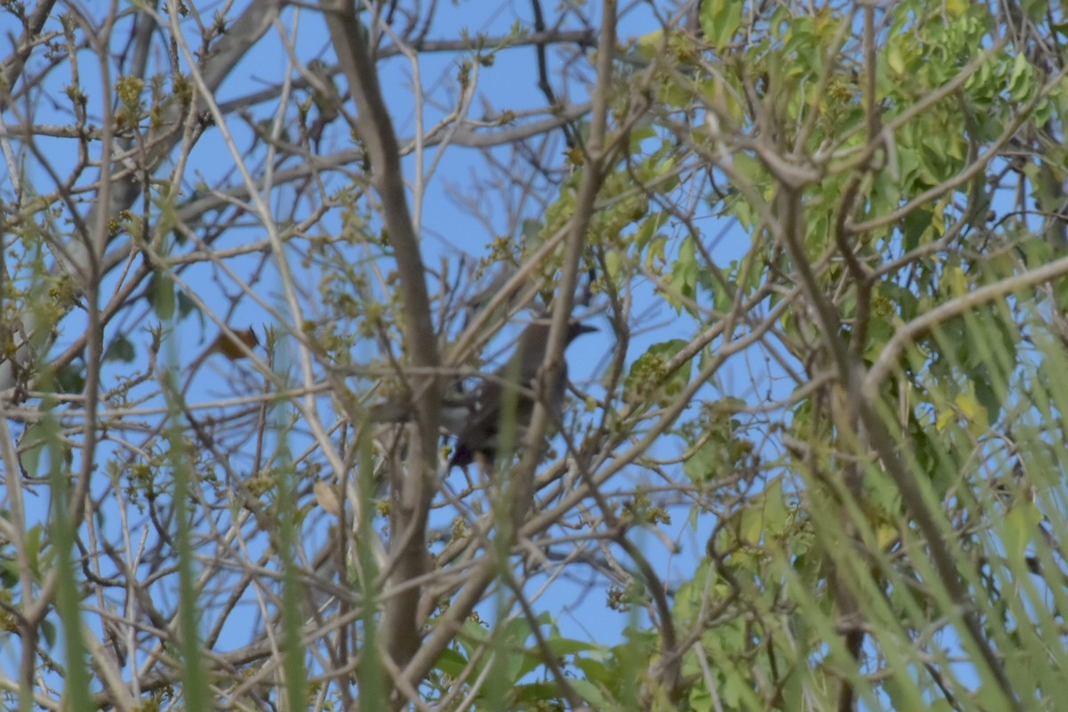 Scaly-breasted Thrasher - ML637072391