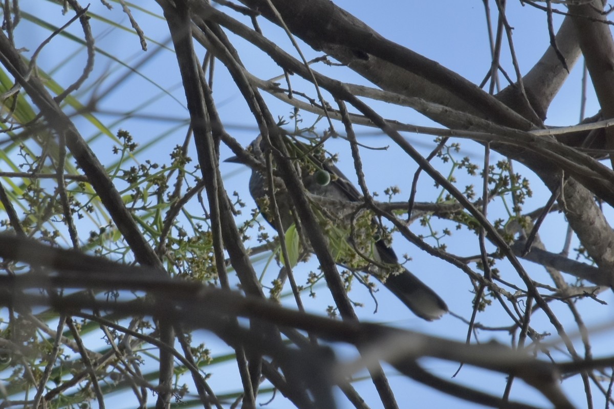 Scaly-breasted Thrasher - ML637072392