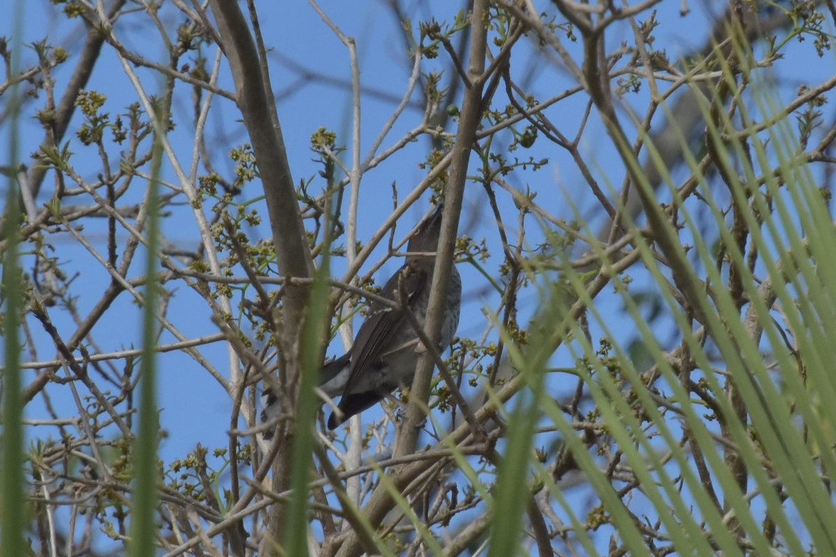 Scaly-breasted Thrasher - ML637072393