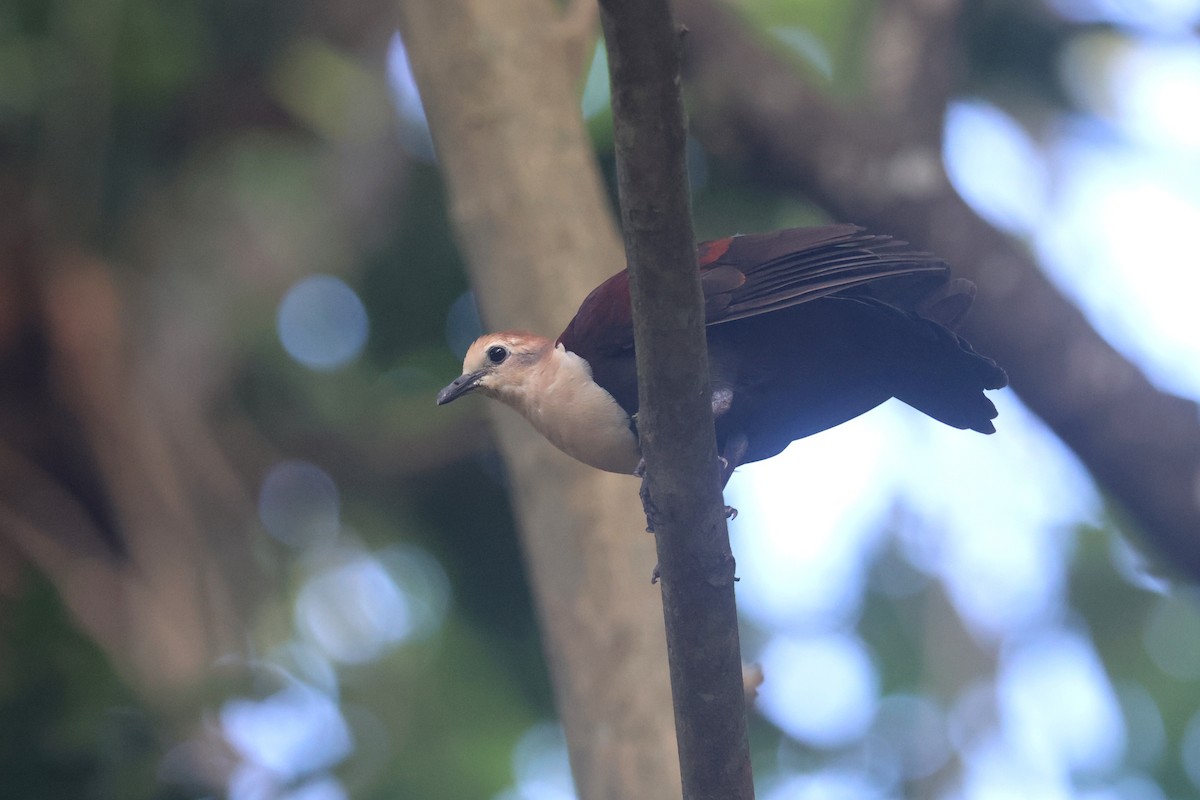 White-throated Ground Dove - ML637072397