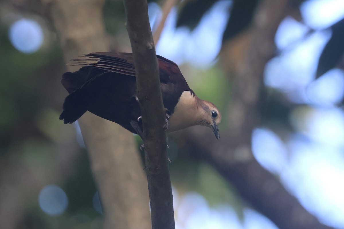 White-throated Ground Dove - ML637072398