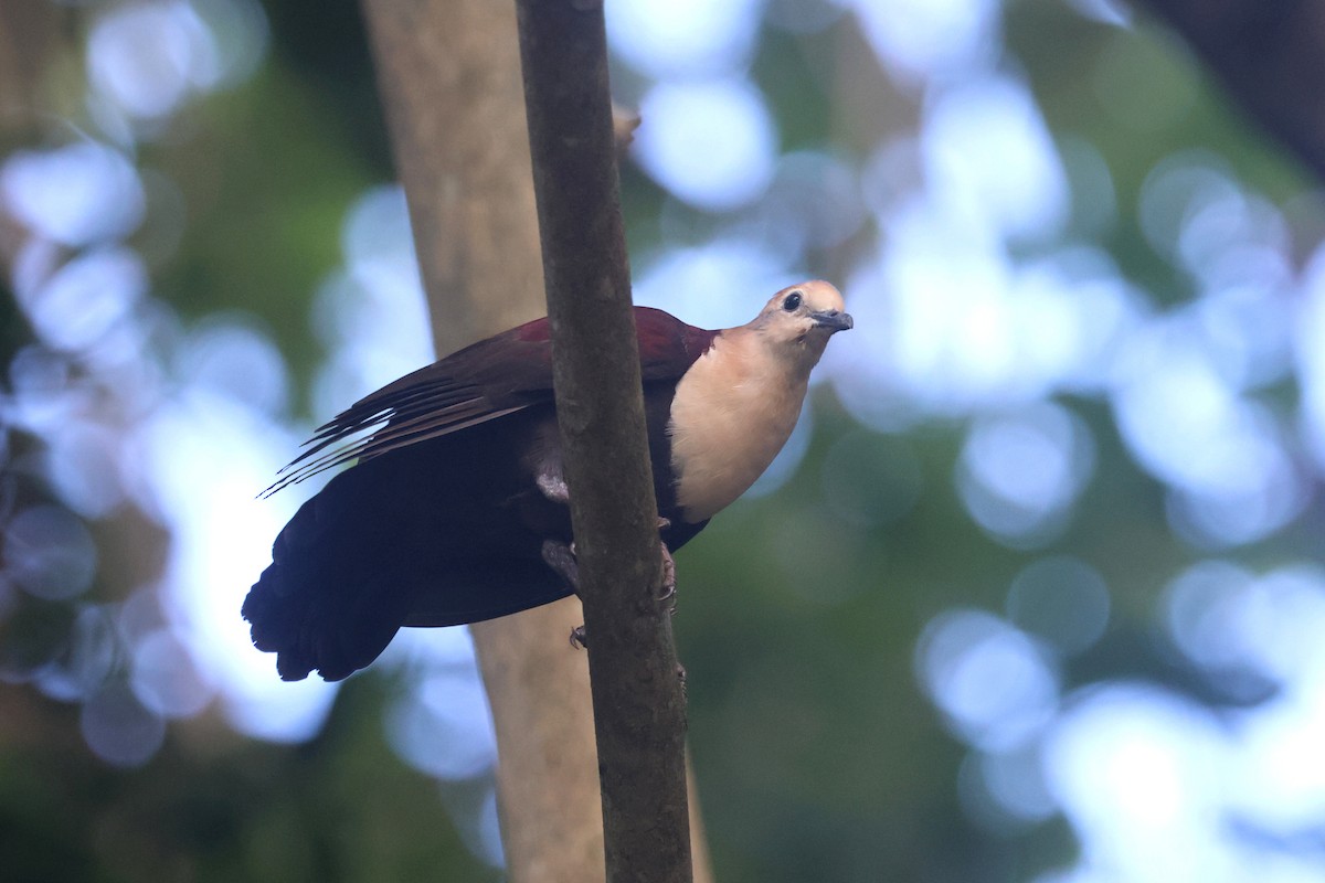 White-throated Ground Dove - ML637072399