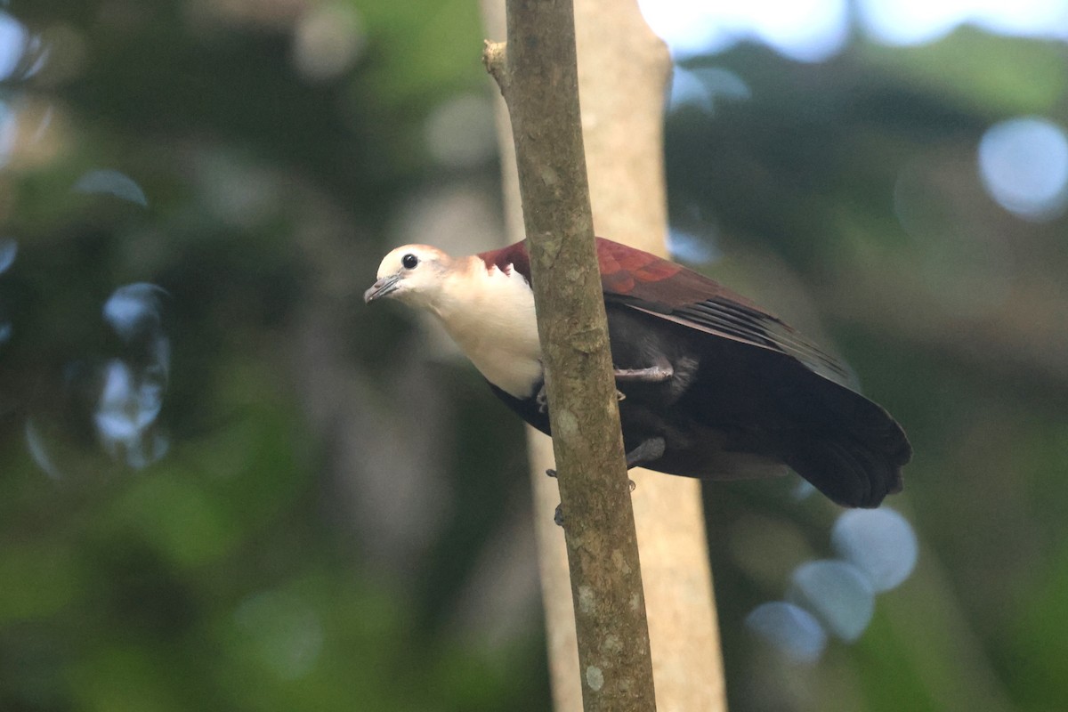 White-throated Ground Dove - ML637072400