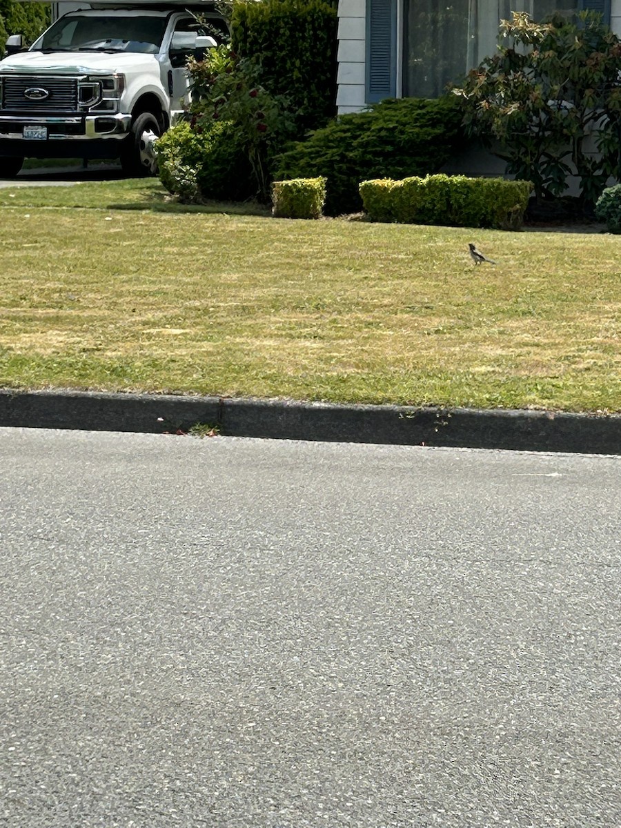 California Scrub-Jay - ML637072442