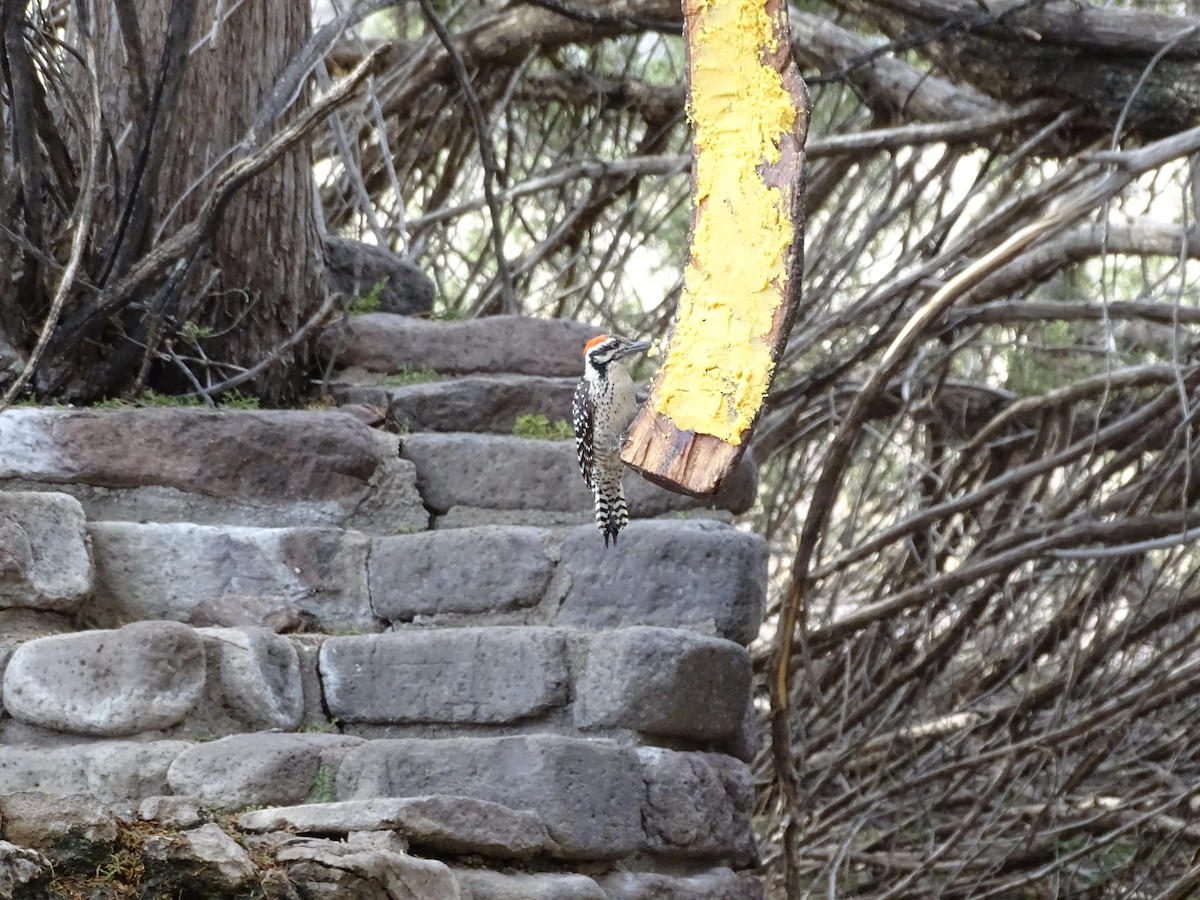 Ladder-backed Woodpecker - ML637072444