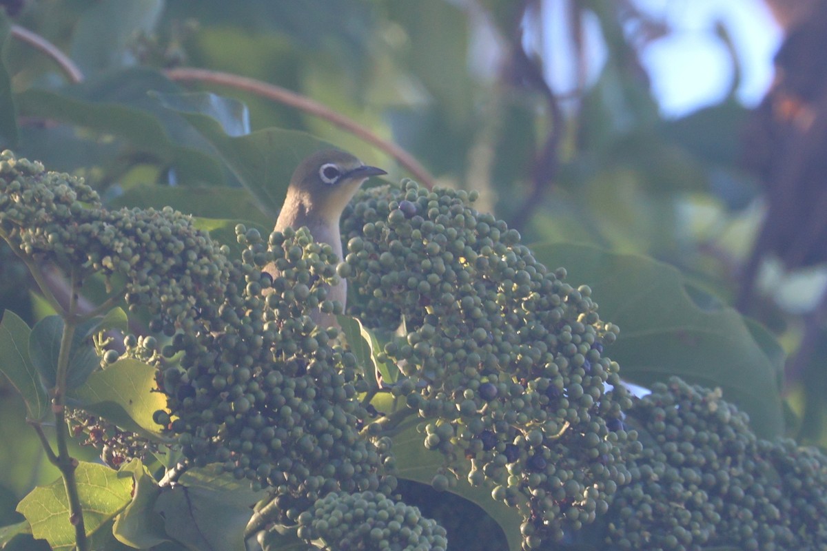 Bridled White-eye - ML637072472