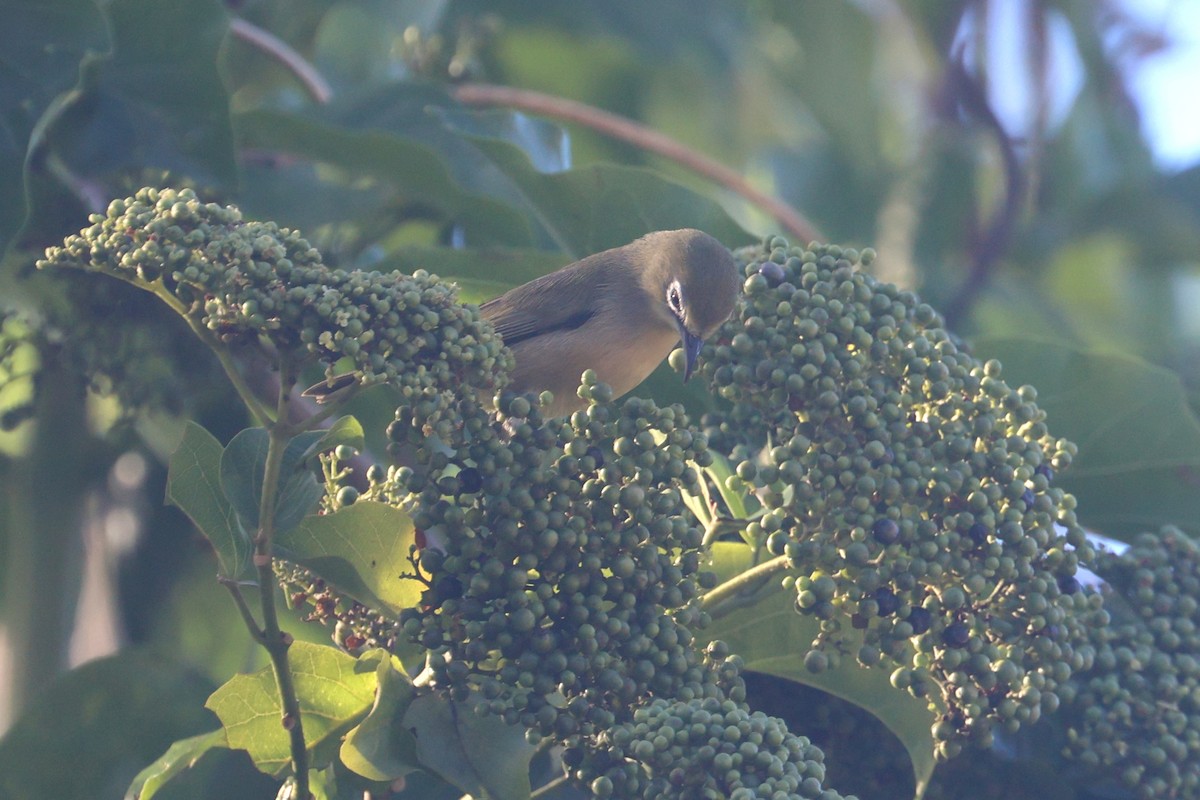 Bridled White-eye - ML637072473