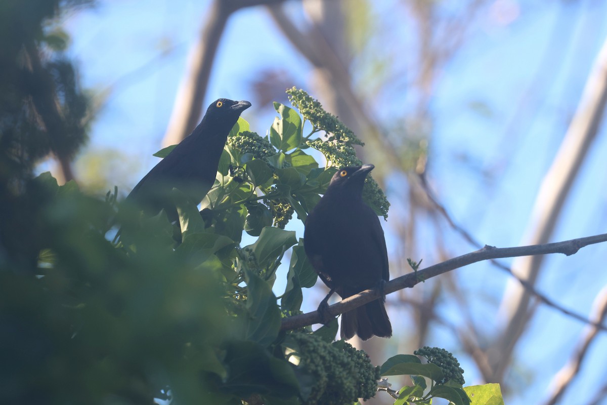 Micronesian Starling - ML637072497