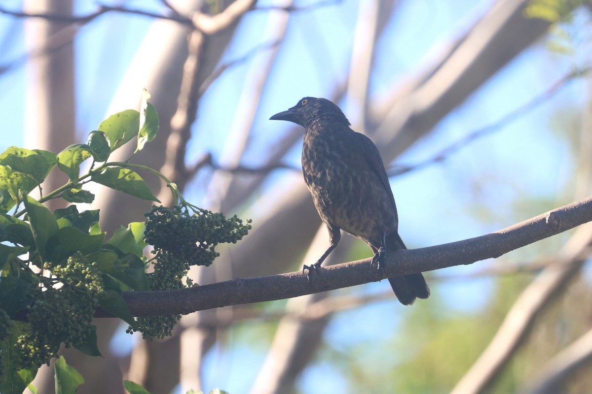 Micronesian Starling - ML637072498