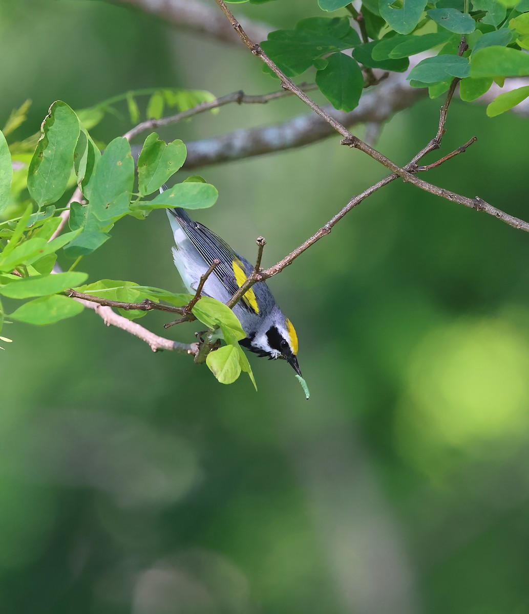 Reinita Alidorada - ML637072533