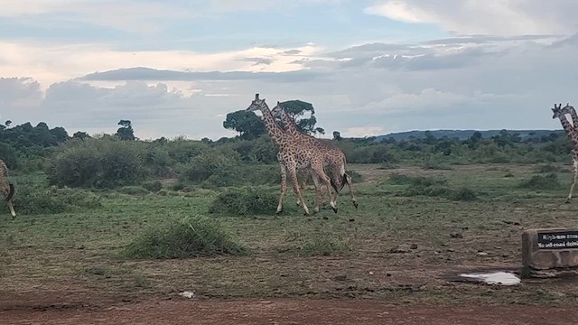 動物界 - ML637072597