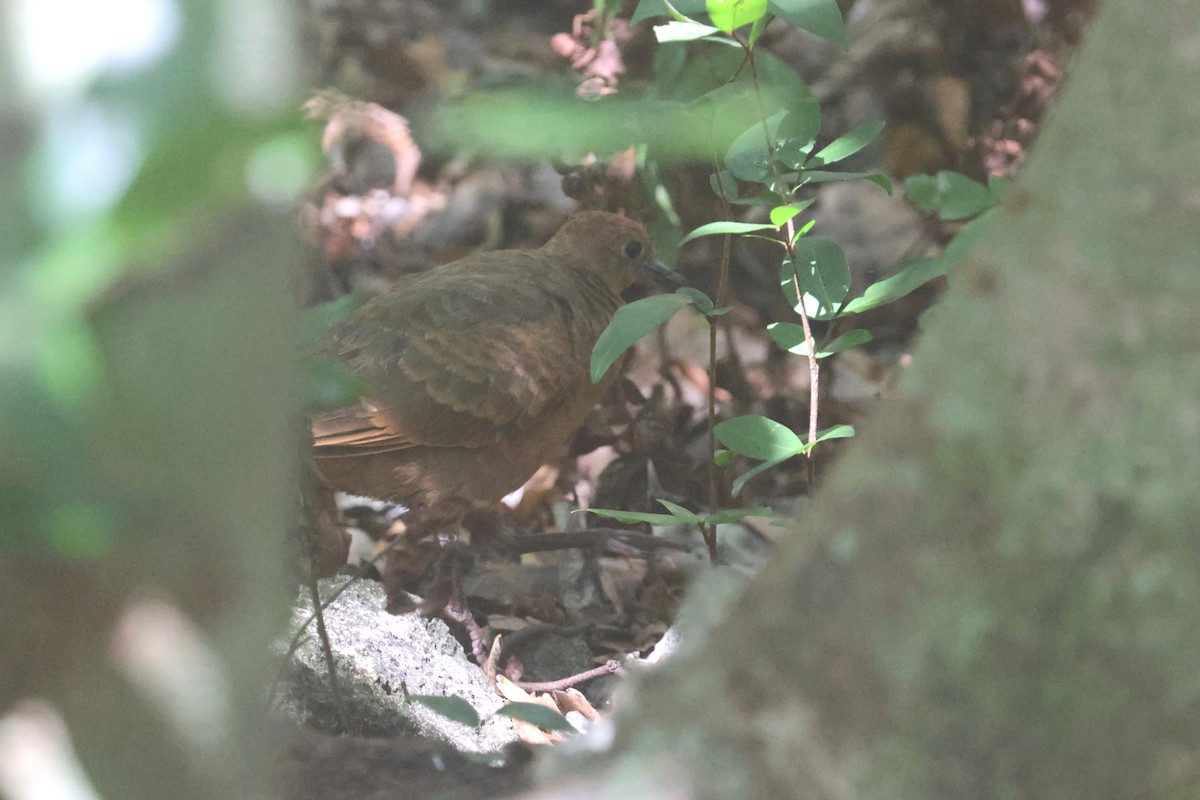 White-throated Ground Dove - ML637072623