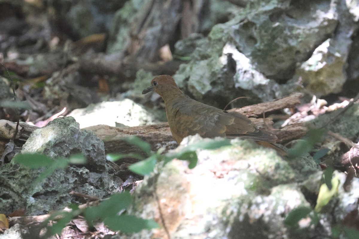 White-throated Ground Dove - ML637072624