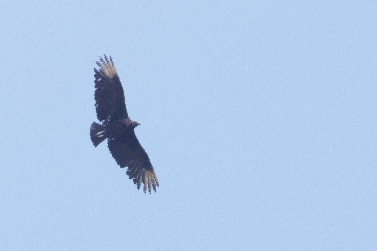 Urubu noir - ML637072631