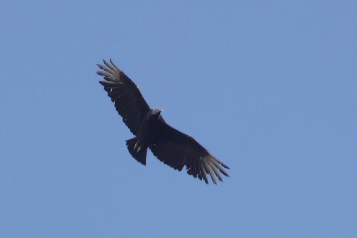 Urubu noir - ML637072639