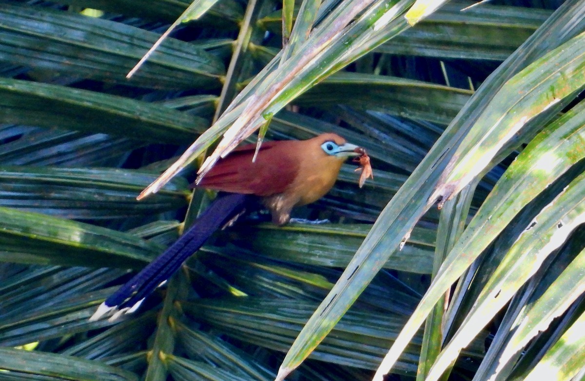 Raffles's Malkoha - ML637072672