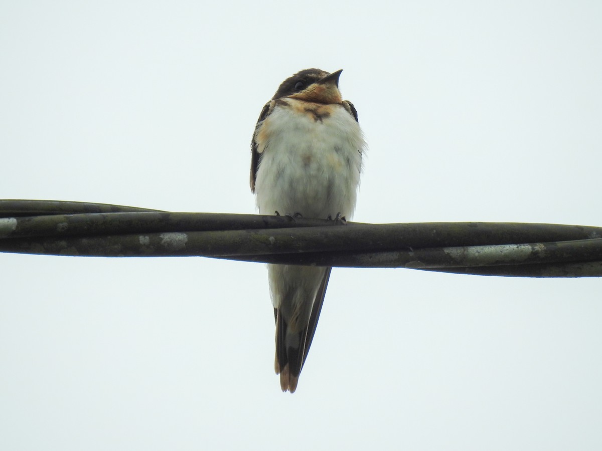 Hirondelle rustique - ML637072758