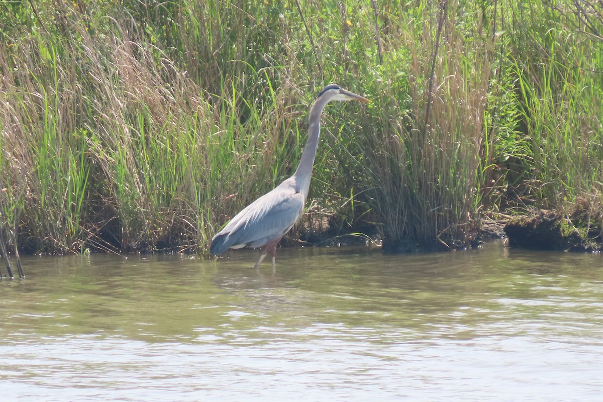 Great Blue Heron - ML637072760
