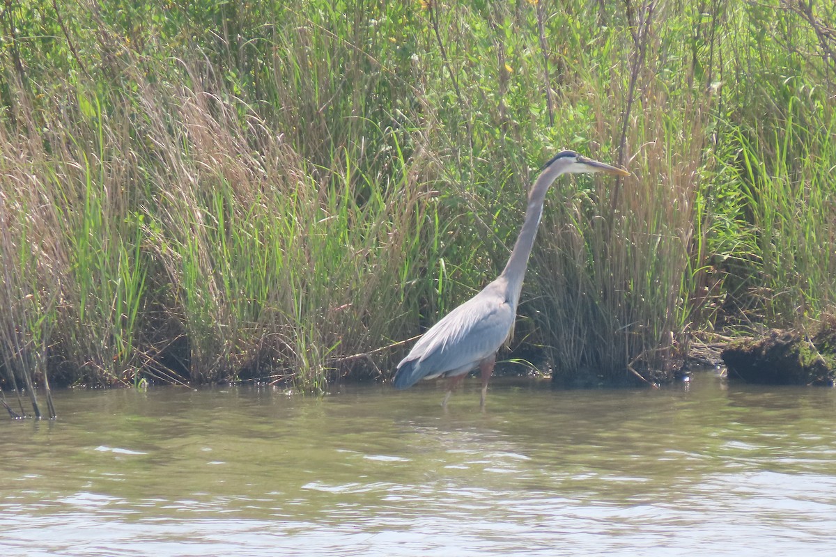 Great Blue Heron - ML637072761