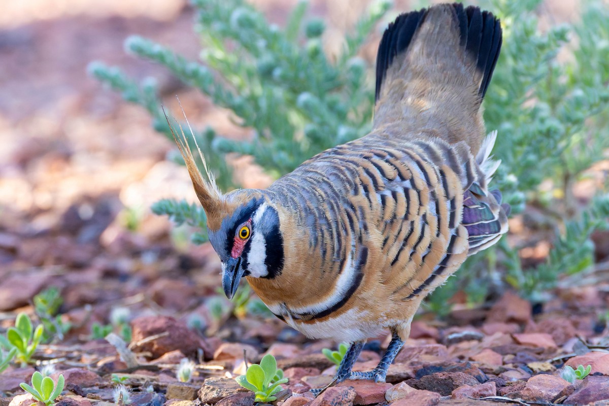 Spinifex Pigeon - ML637072765