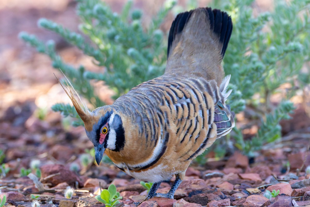 Spinifex Pigeon - ML637072766